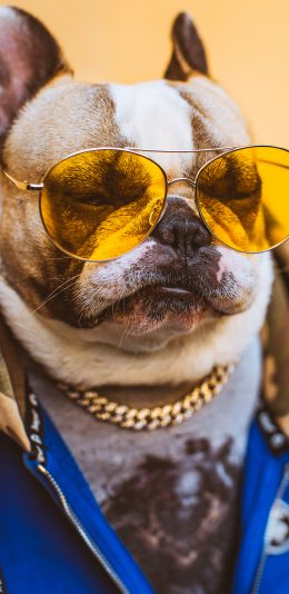 [2436x1125]法斗 狗 犬 汪星人 宠物 潮服 墨镜 金链 苹果手机壁纸图片