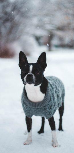 [2436x1125]法斗 狗 竖耳 雪地 苹果手机壁纸图片