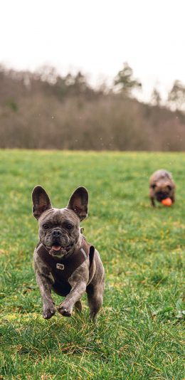 [2436x1125]法斗 草地 户外 宠物 狗 苹果手机壁纸图片