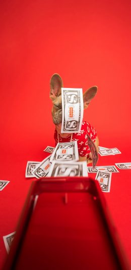 [2436x1125]法斗 钞票 红色 犬 汪星人 宠物 苹果手机壁纸图片