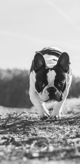 [2436x1125]法斗 黑白 犬 狗 汪星人 宠物 苹果手机壁纸图片