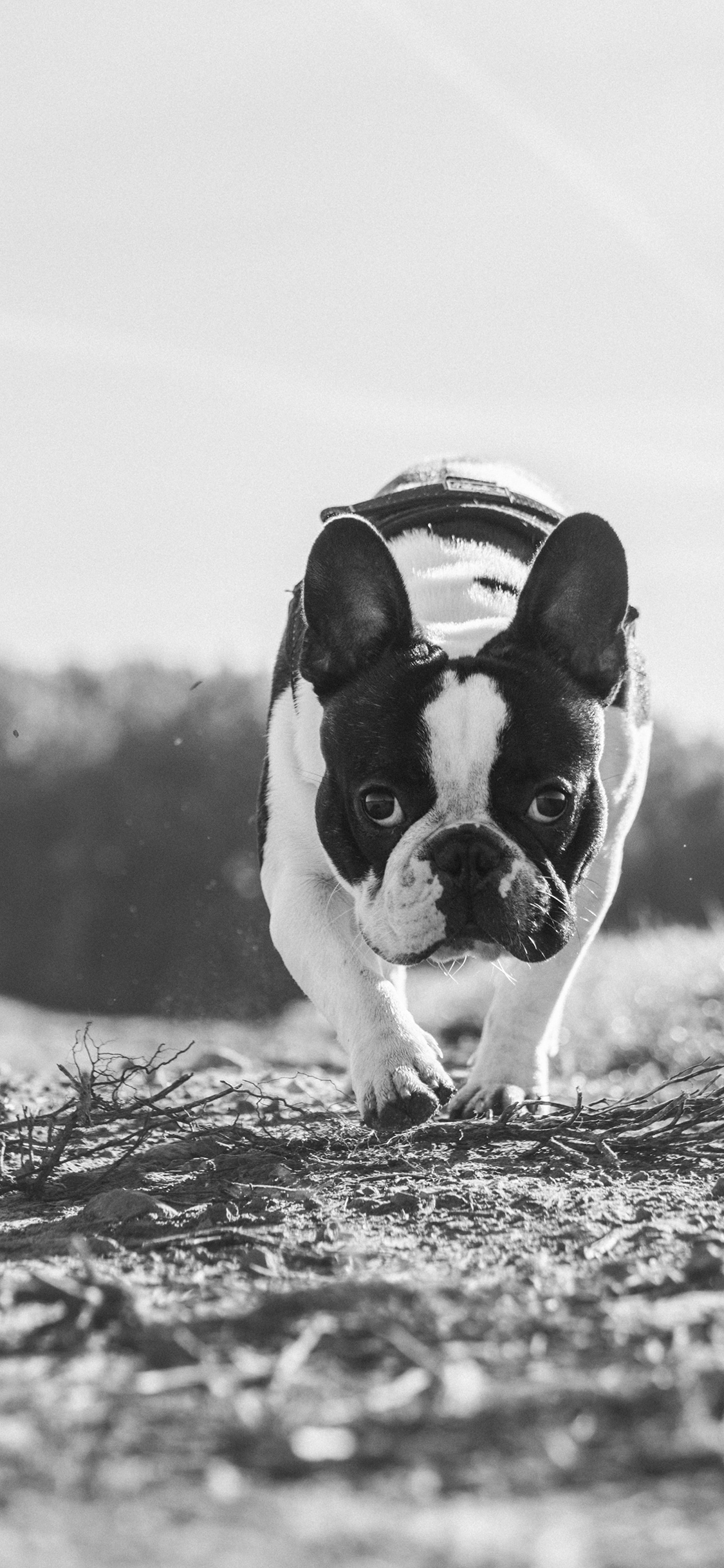 [2436×1125]法斗 黑白 犬 狗 汪星人 宠物 苹果手机壁纸图片