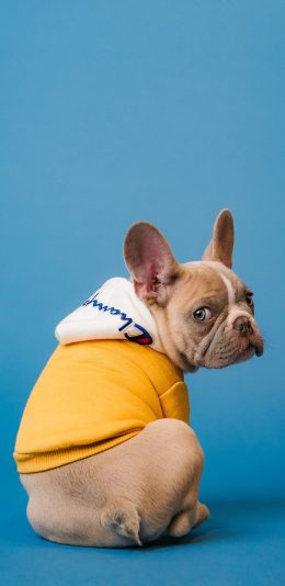 [2436x1125]法斗国斗牛犬 狗 汪星人 宠物 俯视 苹果手机壁纸图片