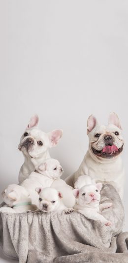 [2436x1125]法斗犬 一家 奶狗 写真 可爱（取自站酷网：PS亲宠摄影） 苹果手机壁纸图片