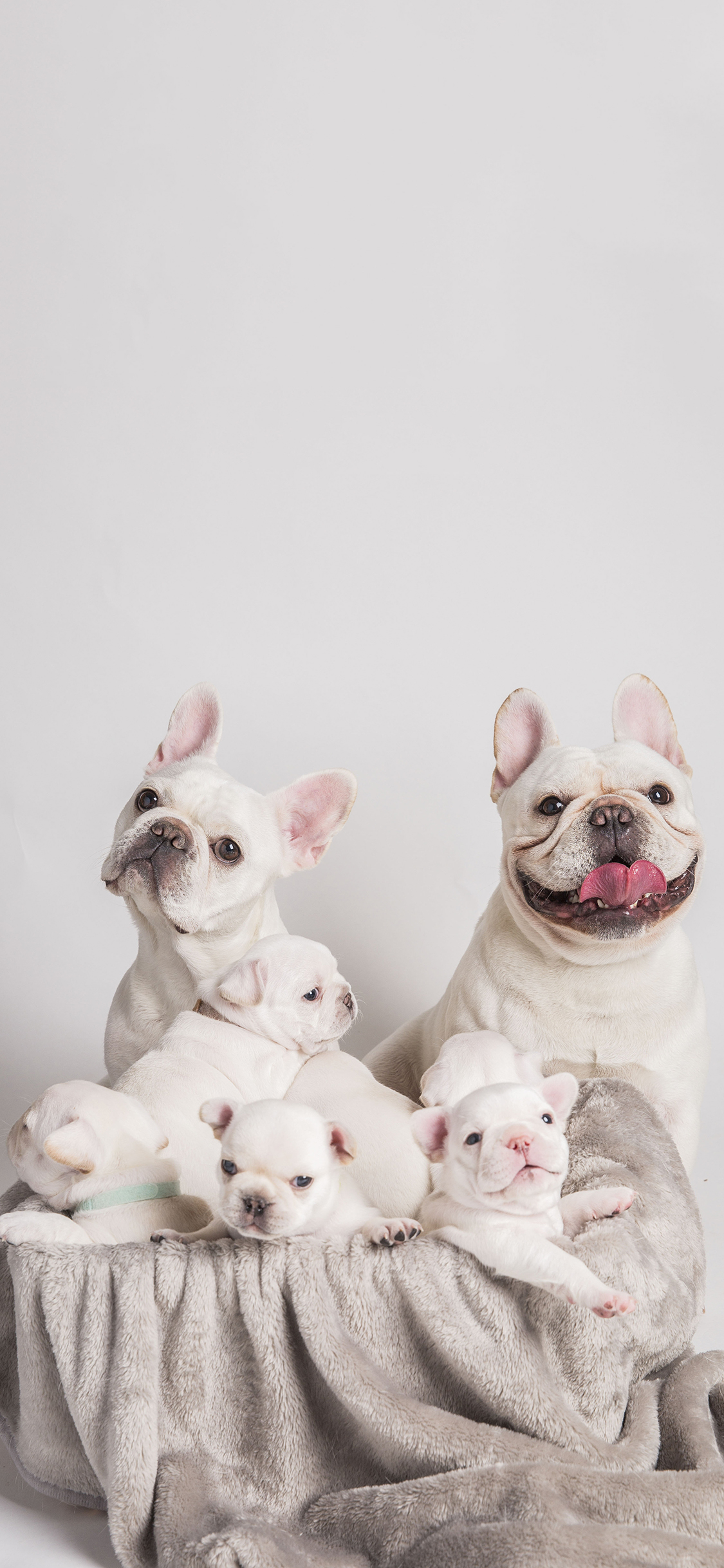 [2436×1125]法斗犬 一家 奶狗 写真 可爱（取自站酷网：PS亲宠摄影） 苹果手机壁纸图片