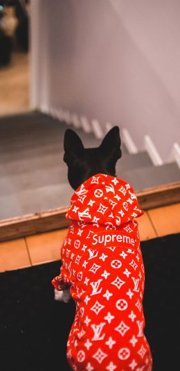 [2436x1125]法斗犬 狗 汪星人 宠物 supreme 潮服 苹果手机壁纸图片