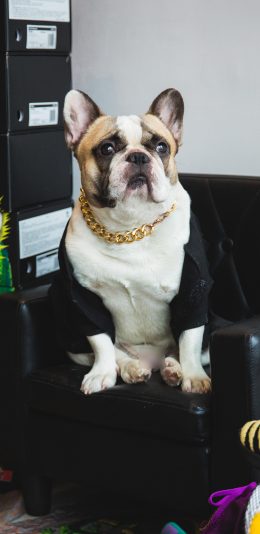 [2436x1125]法法国斗牛犬 汪星人 狗 宠物 大金链 潮服 苹果手机壁纸图片