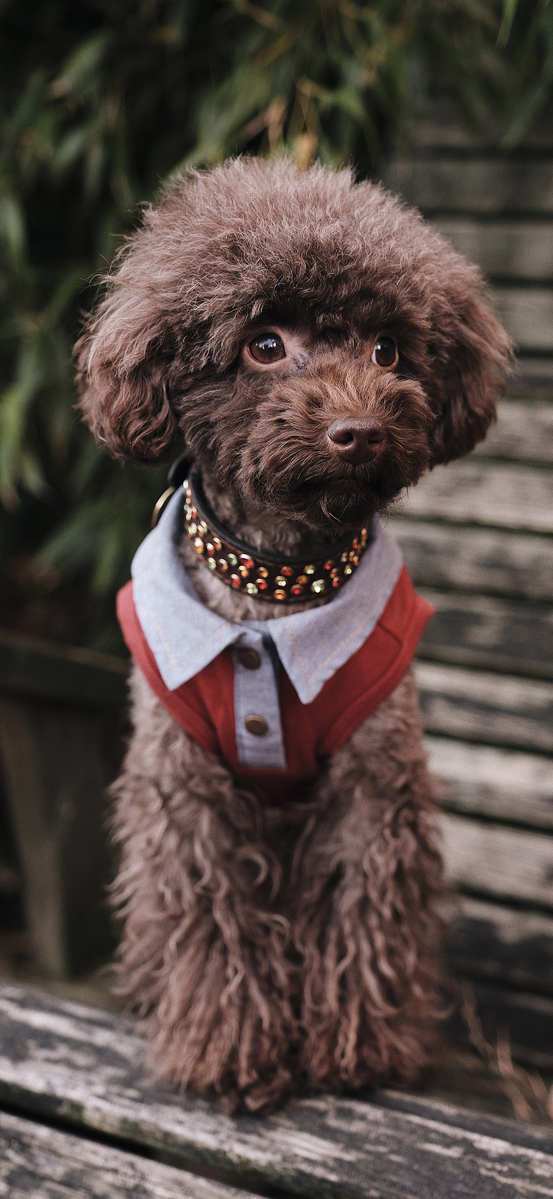 [2436×1125]泰迪 宠物 动物 狗 苹果手机壁纸图片