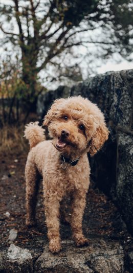 [2436x1125]泰迪 宠物 卖萌 乖巧 苹果手机壁纸图片