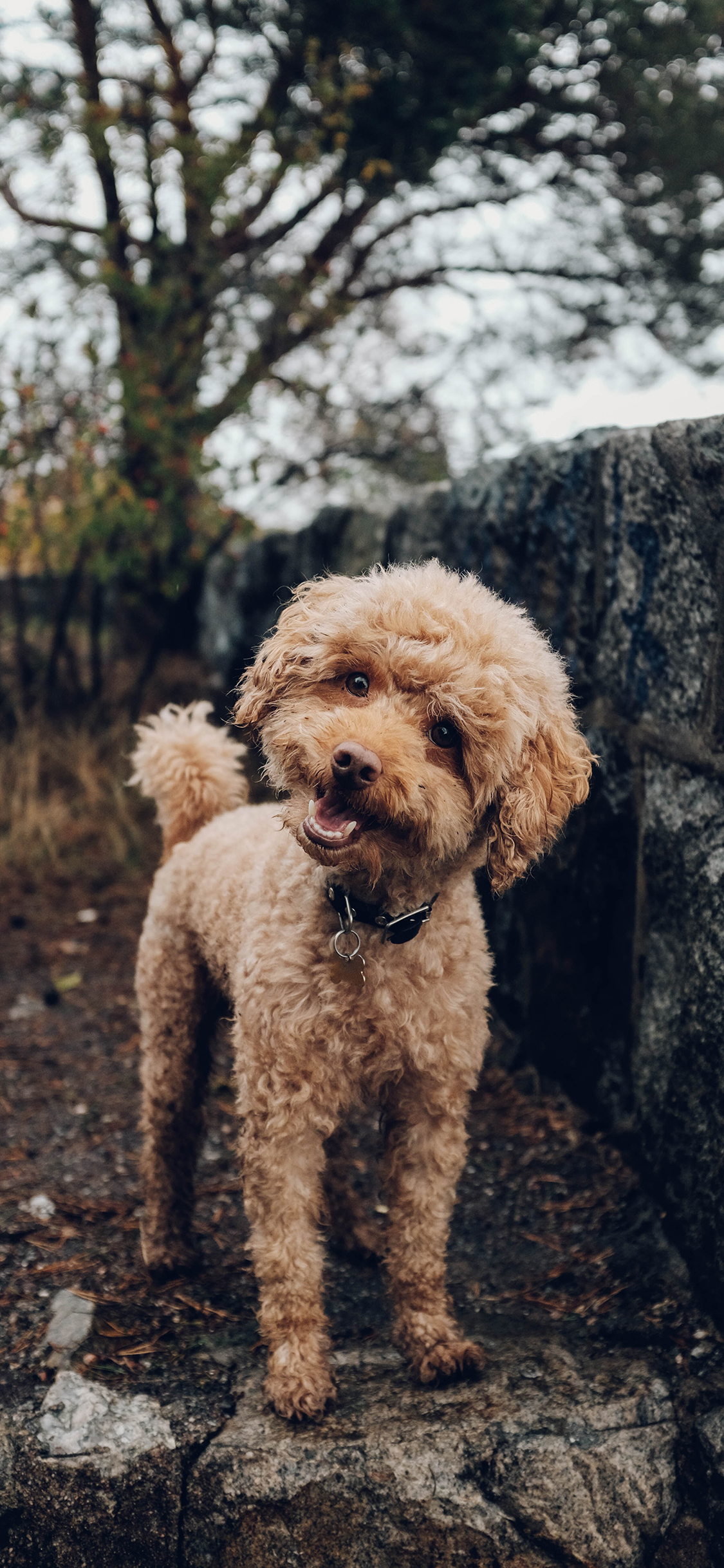 [2436×1125]泰迪 宠物 卖萌 乖巧 苹果手机壁纸图片