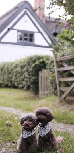 [2436x1125]泰迪 宠物 犬类 乖巧 苹果手机壁纸图片