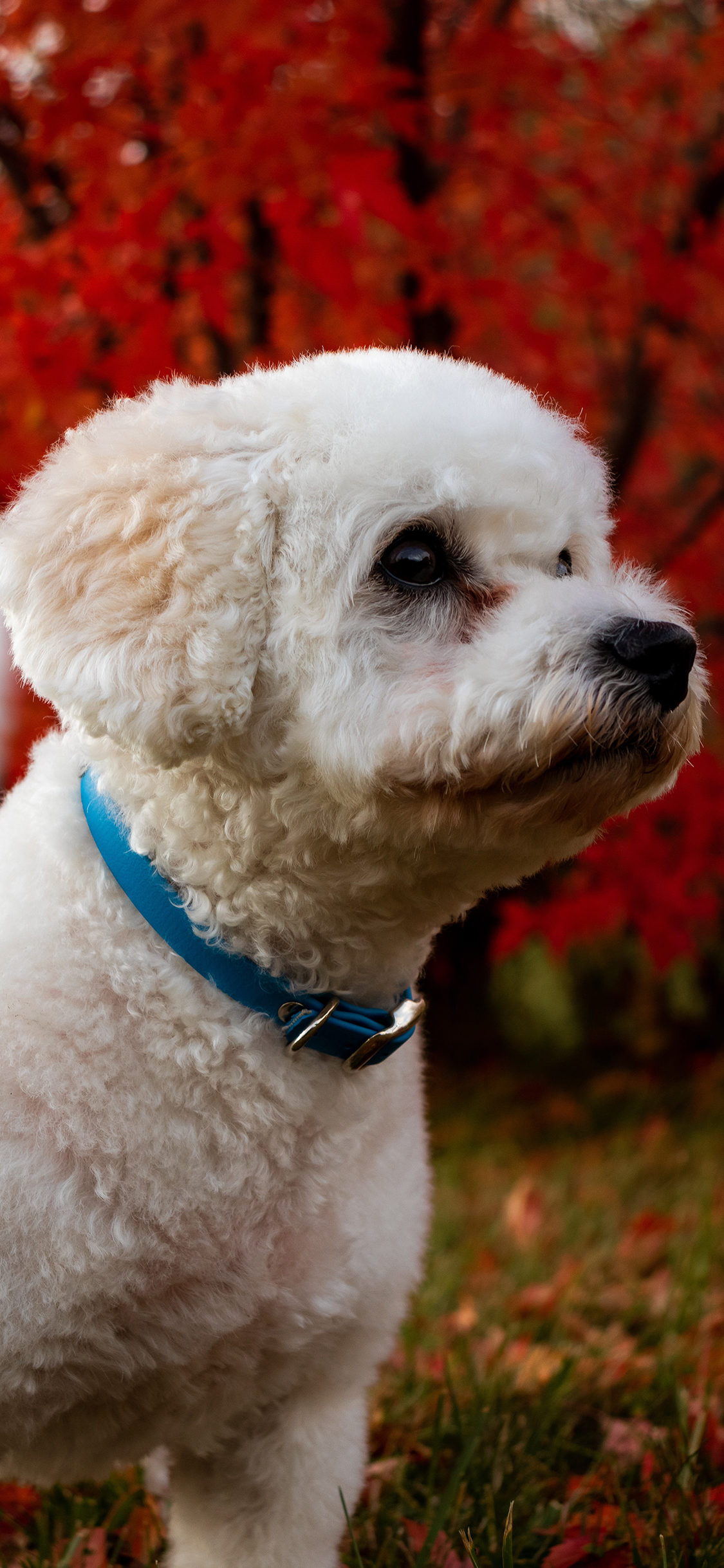 [2436×1125]泰迪 宠物 白毛 狗 项圈 苹果手机壁纸图片