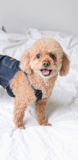[2436x1125]泰迪 宠物 贵宾 犬类 苹果手机壁纸图片