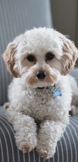 [2436x1125]泰迪 宠物狗 沙发 犬类 苹果手机壁纸图片