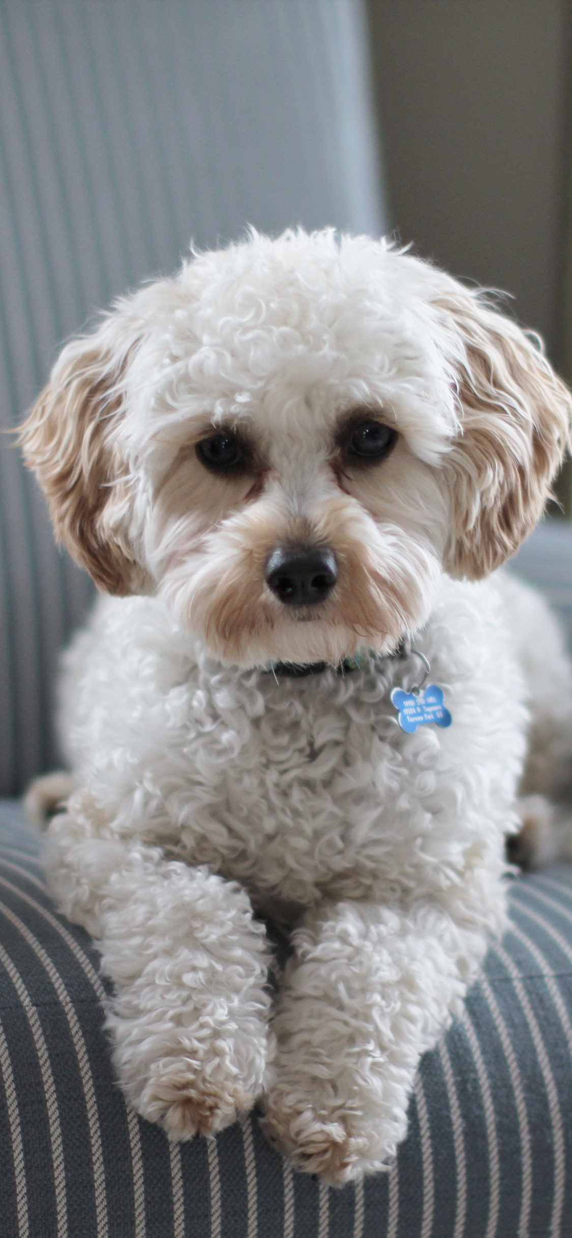 [2436×1125]泰迪 宠物狗 沙发 犬类 苹果手机壁纸图片