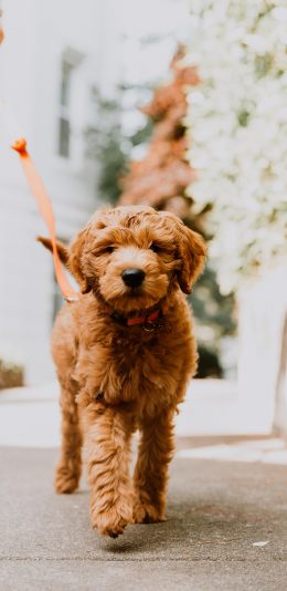 [2436x1125]泰迪 宠物狗 犬类 遛狗 苹果手机壁纸图片