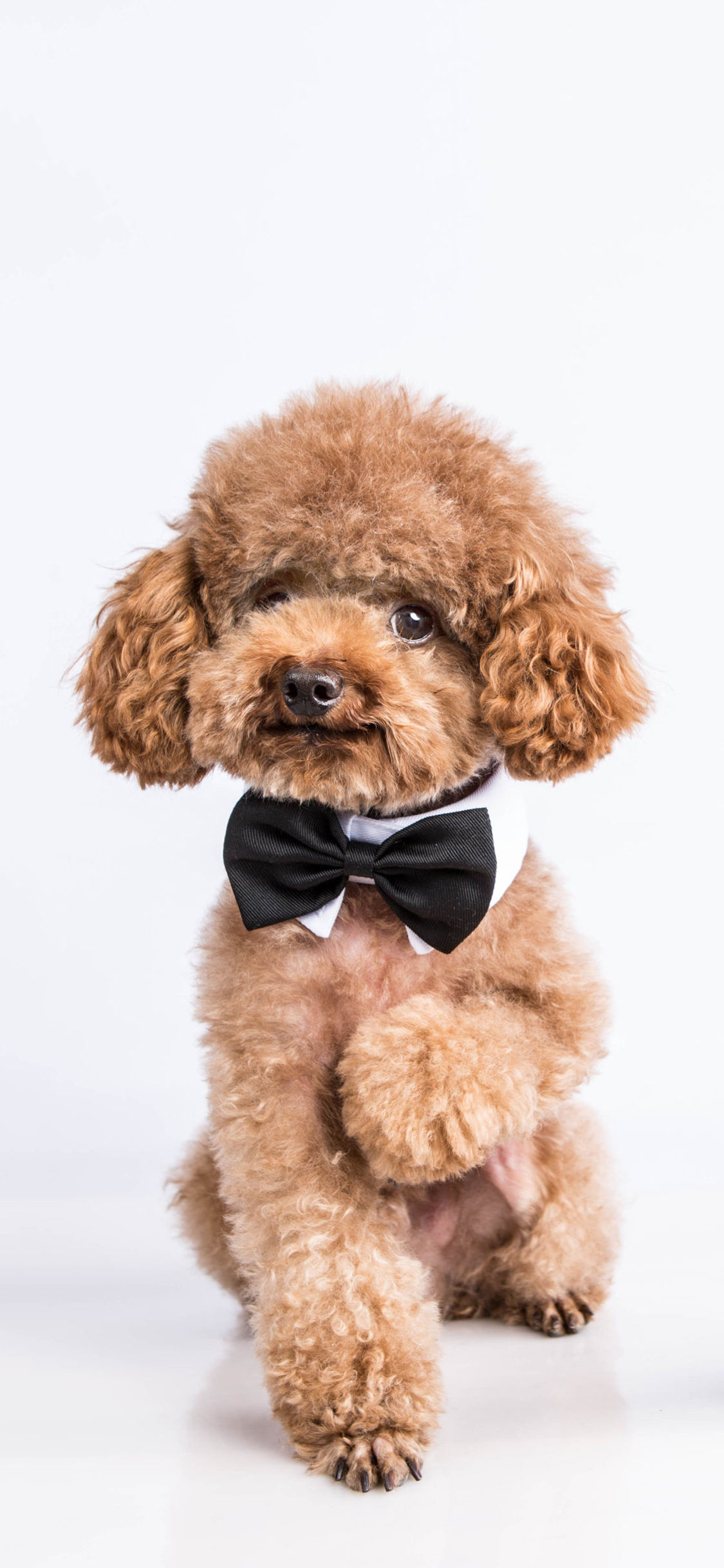 [2436×1125]泰迪 犬 狗 汪星人 宠物 可爱 苹果手机壁纸图片