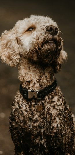 [2436x1125]泰迪 犬类 宠物 脏兮兮 苹果手机壁纸图片