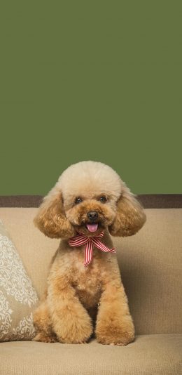 [2436x1125]泰迪 狗 犬 汪星人 宠物 可爱 苹果手机壁纸图片