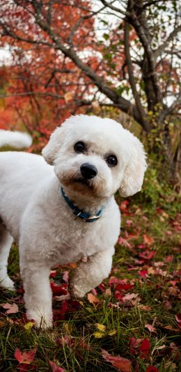 [2436x1125]泰迪 落叶 树木 狗 苹果手机壁纸图片
