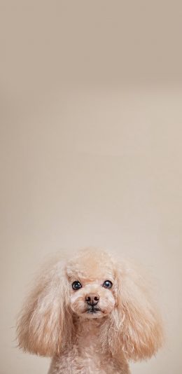 [2436x1125]泰迪 长耳贵宾 犬 宠物 狗 苹果手机壁纸图片