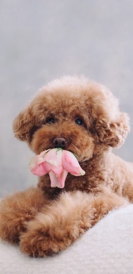 [2436x1125]泰迪 鲜花 花朵 宠物 苹果手机壁纸图片