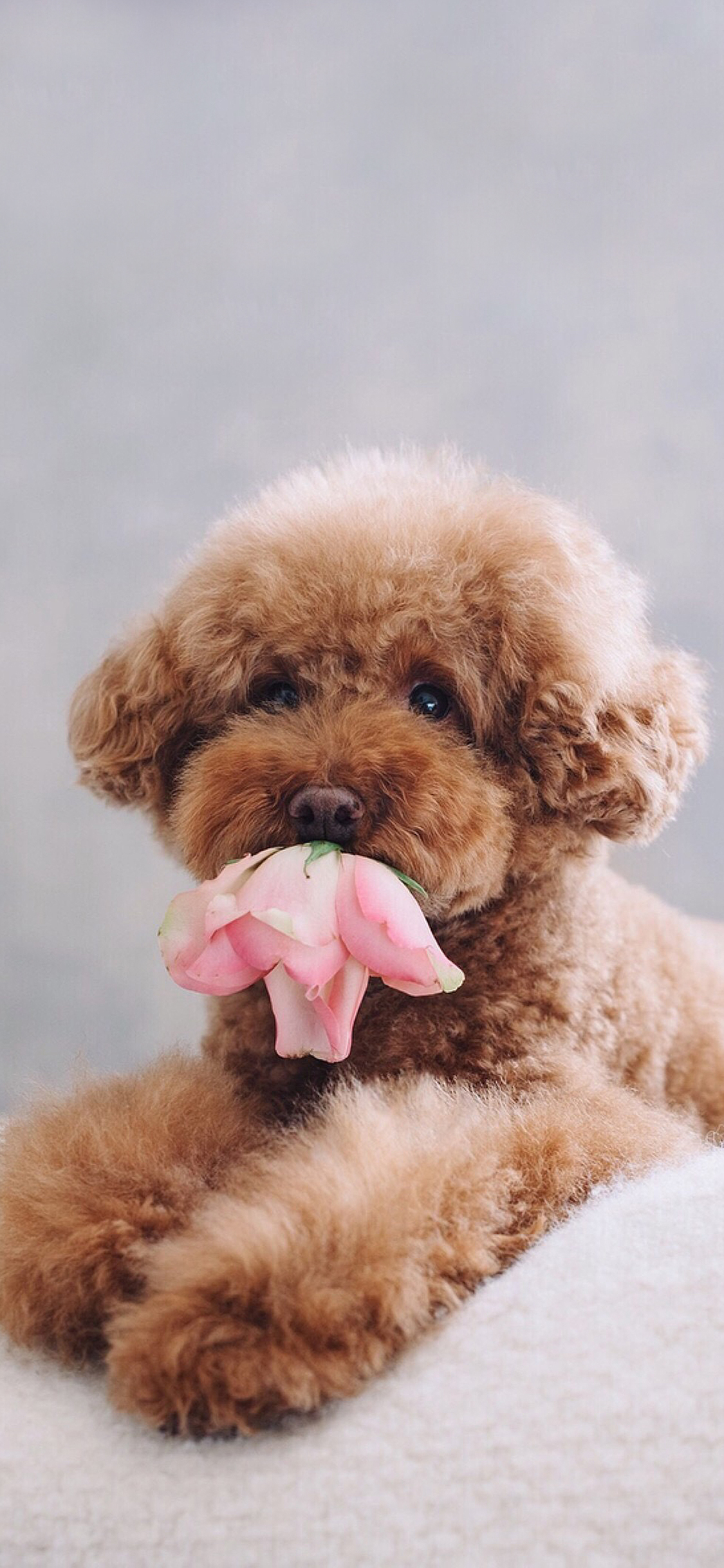 [2436×1125]泰迪 鲜花 花朵 宠物 苹果手机壁纸图片