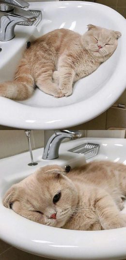 [2436x1125]洗手台 猫咪 宠物 喵星人 可爱 苹果手机壁纸图片