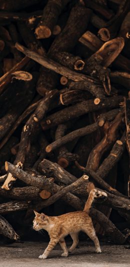 [2436x1125]流浪猫 橘猫 木柴 柴堆 苹果手机壁纸图片