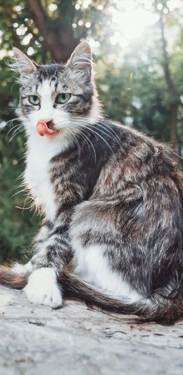 [2436x1125]流浪猫 花猫 野外 皮毛 苹果手机壁纸图片