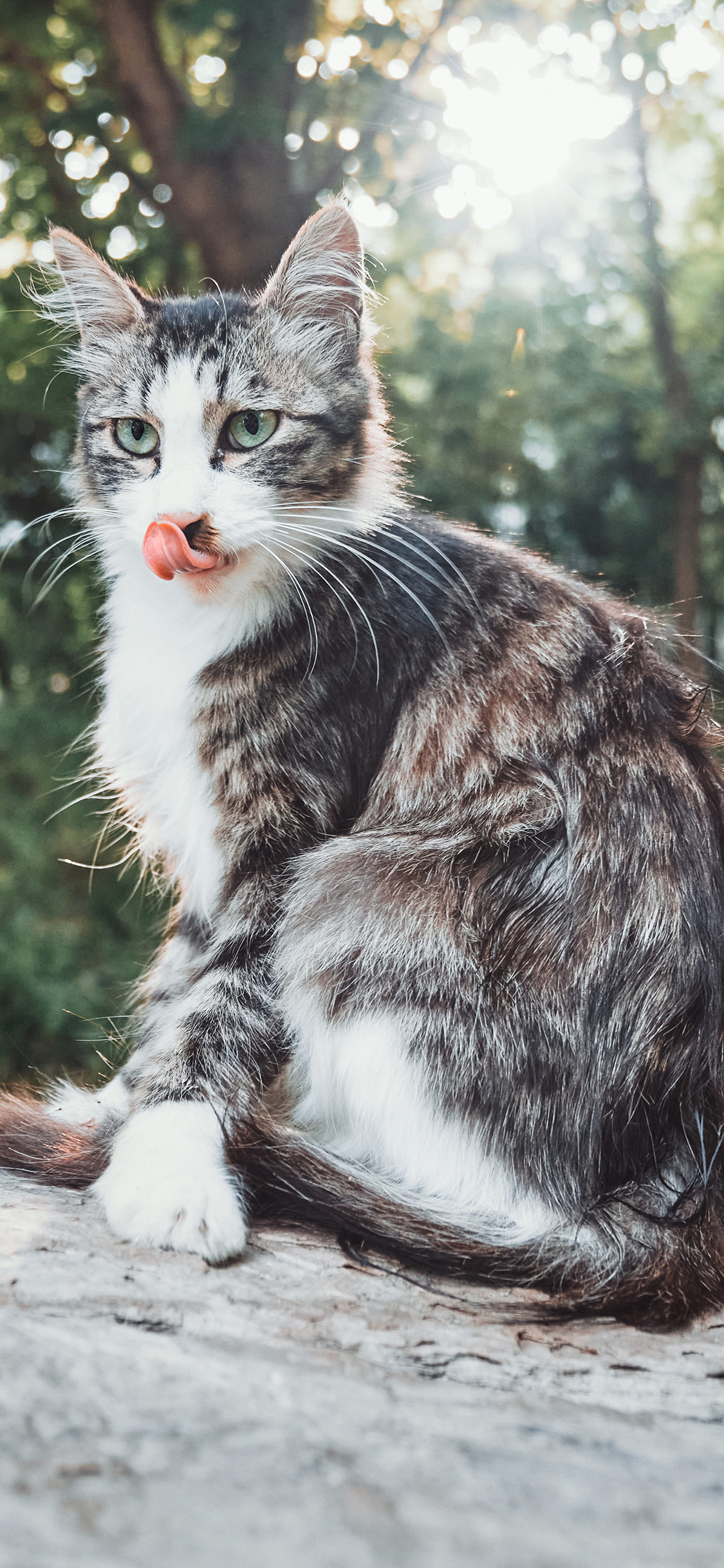 [2436×1125]流浪猫 花猫 野外 皮毛 苹果手机壁纸图片