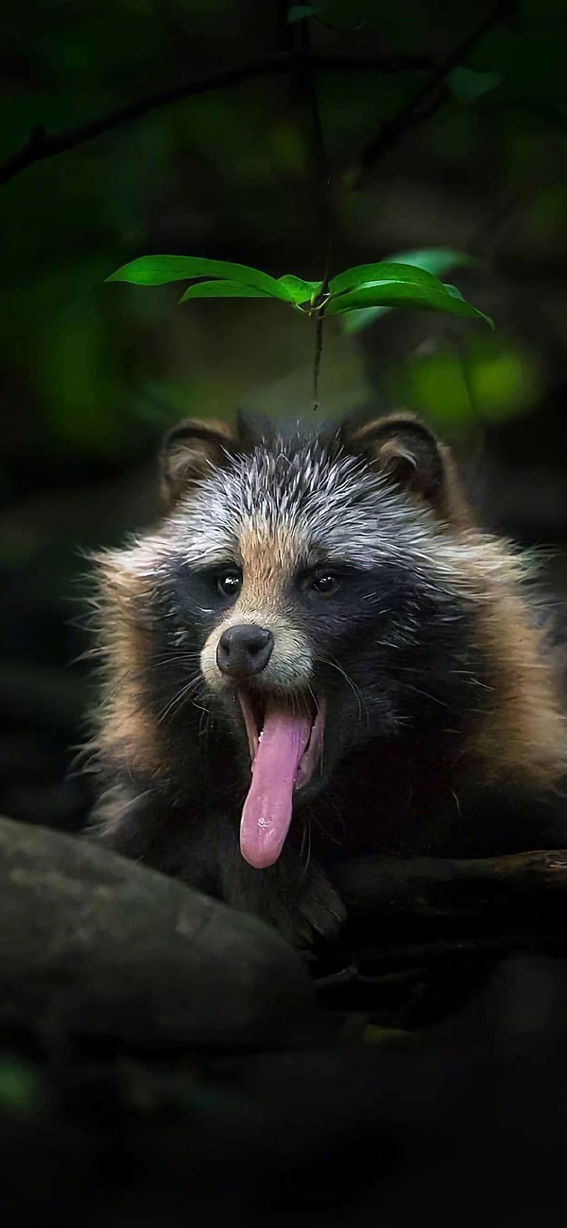 [2436×1125]浣熊 吐舌 干脆面 皮毛 苹果手机壁纸图片