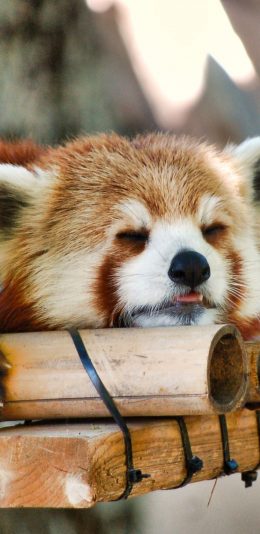 [2436x1125]浣熊 哺乳动物 无危物种 苹果手机壁纸图片