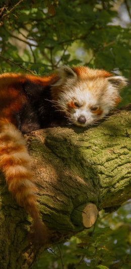 [2436x1125]浣熊 树干 干脆面 皮毛 小熊猫 苹果手机壁纸图片