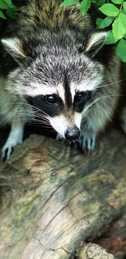 [2436x1125]浣熊 树干 树叶 苹果手机壁纸图片