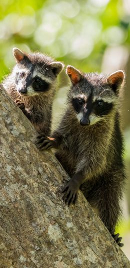 [2436x1125]浣熊 树干 皮毛  干脆面 苹果手机壁纸图片