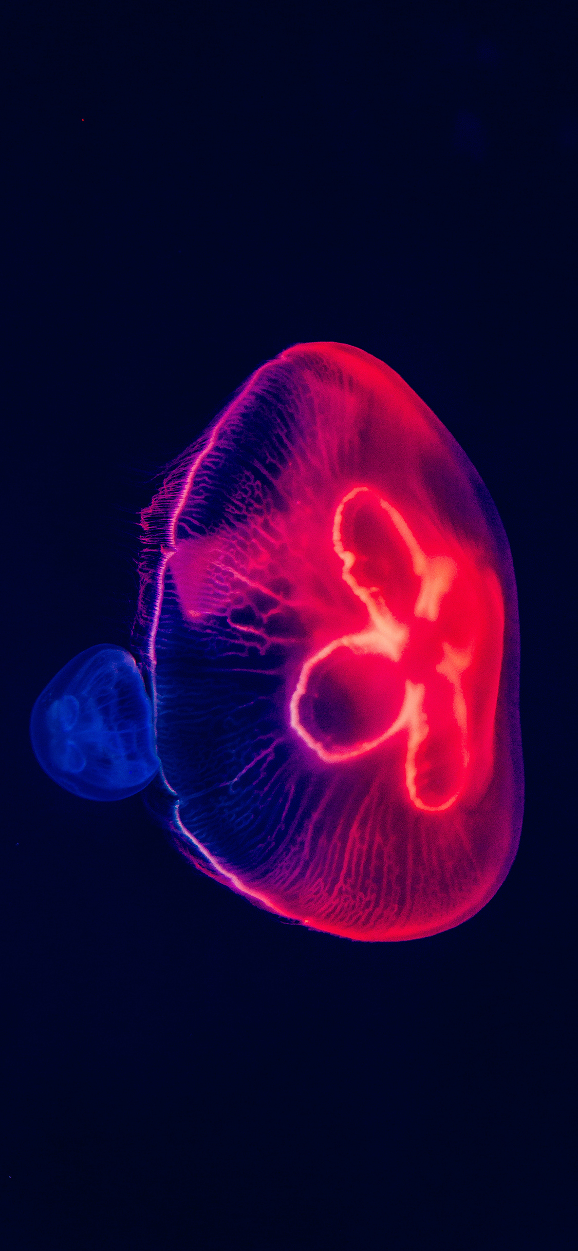 [2436×1125]浮游 水母 荧光  海洋生物 观赏性 海蜇 苹果手机壁纸图片