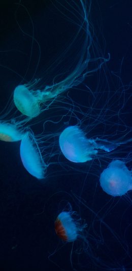 [2436x1125]浮游 水母 触手 海洋生物 苹果手机壁纸图片
