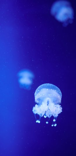 [2436x1125]浮游 水母 透明 触手 苹果手机壁纸图片