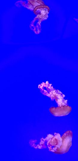 [2436x1125]浮游 海洋生物 唯美 水母 苹果手机壁纸图片