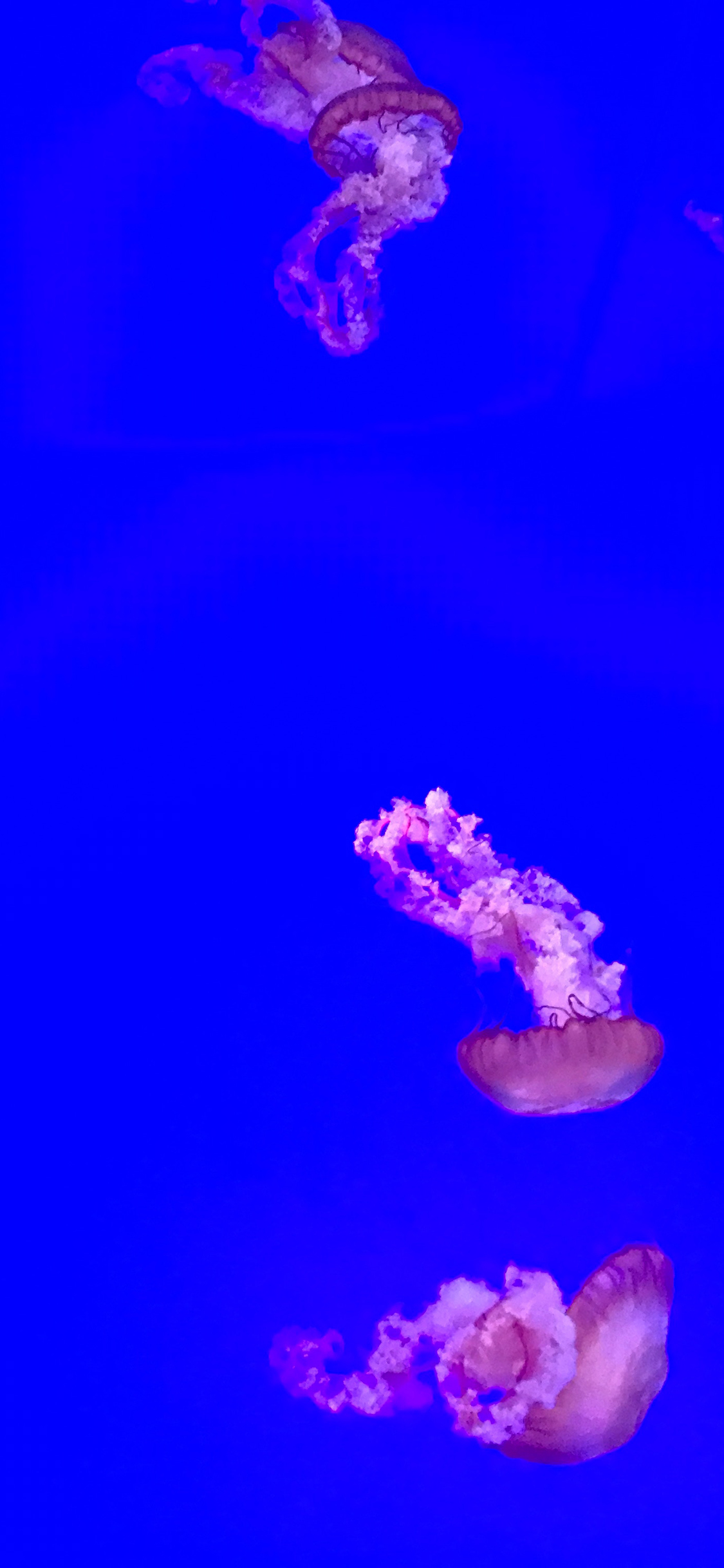 [2436×1125]浮游 海洋生物 唯美 水母 苹果手机壁纸图片