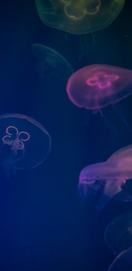 [2436x1125]浮游 海洋生物 水母 苹果手机壁纸图片