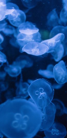 [2436x1125]浮游 海洋生物 水母 密集 苹果手机壁纸图片