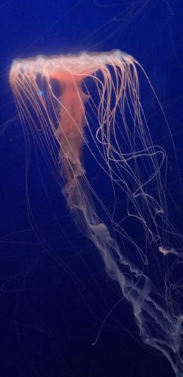 [2436x1125]浮游 海洋生物 水母 深海 苹果手机壁纸图片