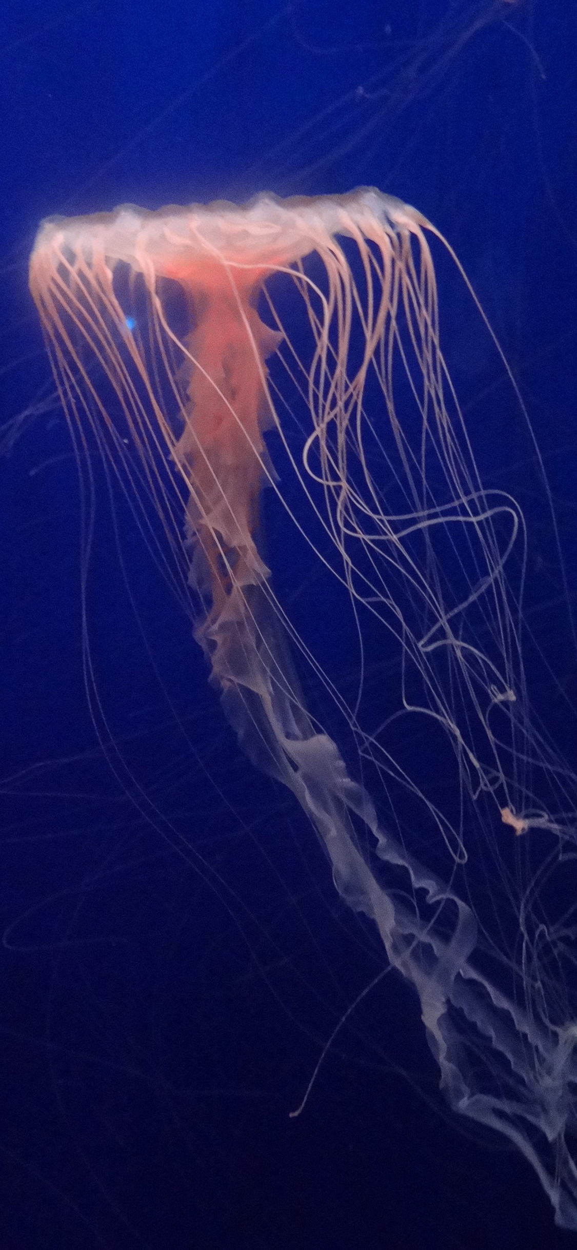 [2436×1125]浮游 海洋生物 水母 深海 苹果手机壁纸图片