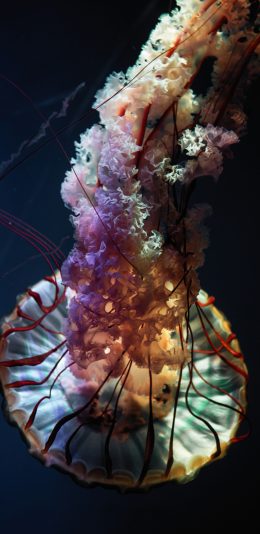 [2436x1125]浮游 软体 触手 水母 苹果手机壁纸图片