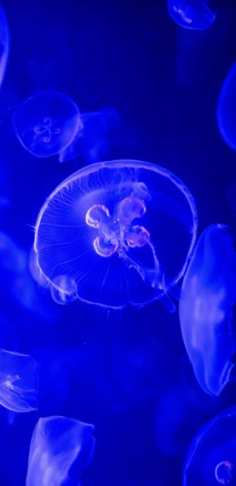[2436x1125]浮游 透明 密集 水母 苹果手机壁纸图片