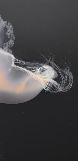 [2436x1125]浮游 透明 水母 海洋生物 苹果手机壁纸图片