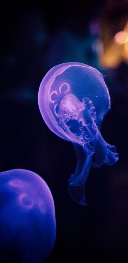 [2436x1125]浮游 透明 触手 水母 苹果手机壁纸图片