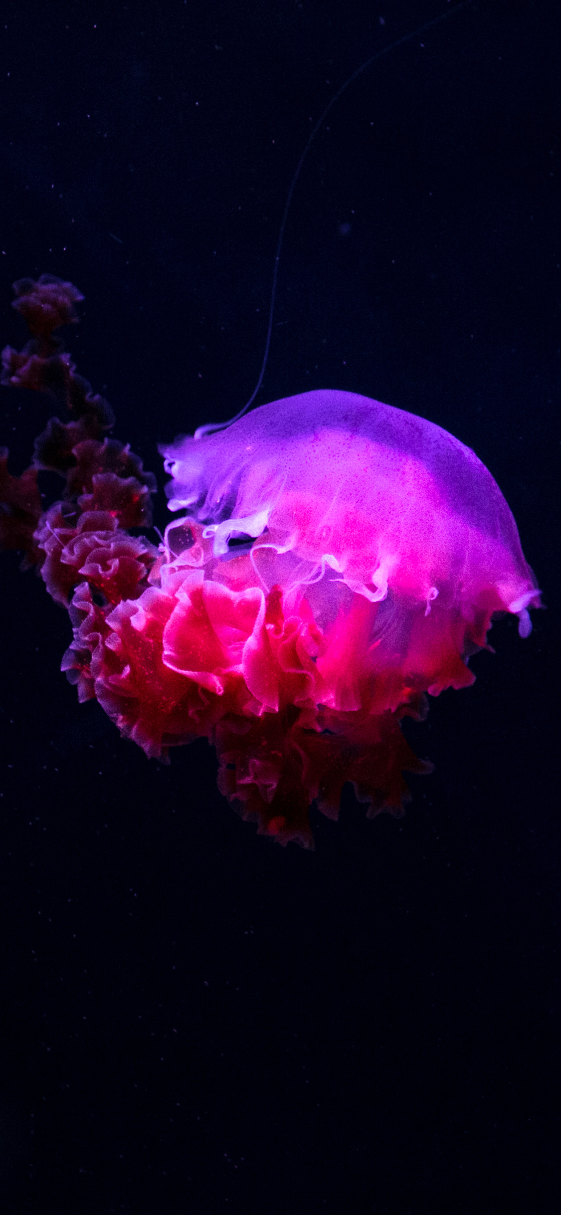 [2436×1125]浮生动物 海底 荧光 紫 唯美 苹果手机壁纸图片